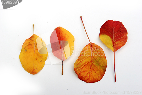 Image of autumn leaves