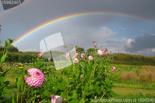 Image of flowers