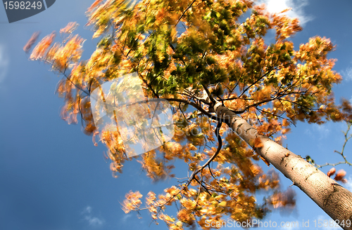 Image of autumn leaves