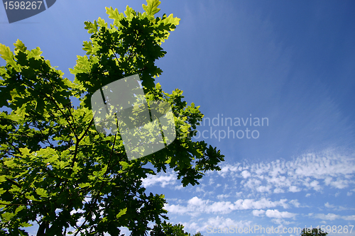 Image of autumn leaves