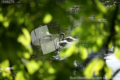 Image of swans