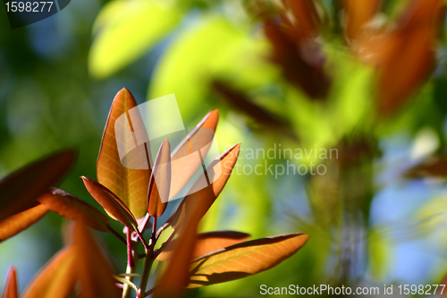 Image of flower closeup