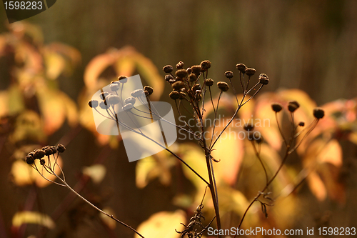 Image of autumn leaves