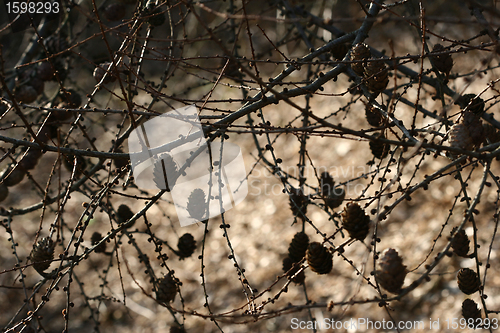 Image of autumn leaves