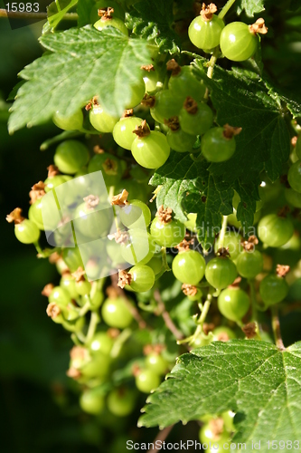 Image of redcurrant