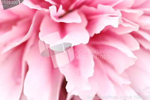 Image of flowers