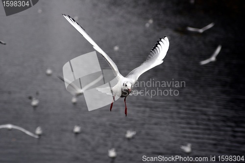 Image of seagull