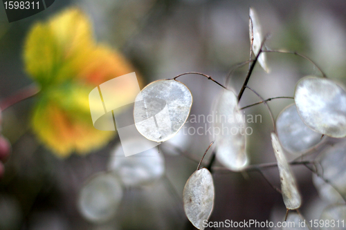 Image of danish landscape01