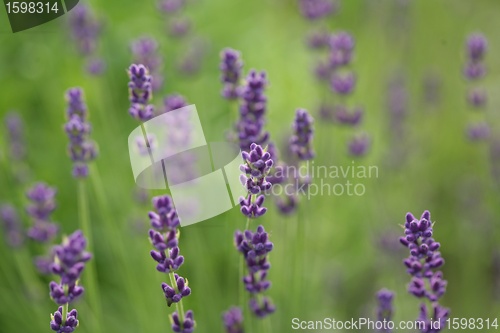 Image of LAVANDER