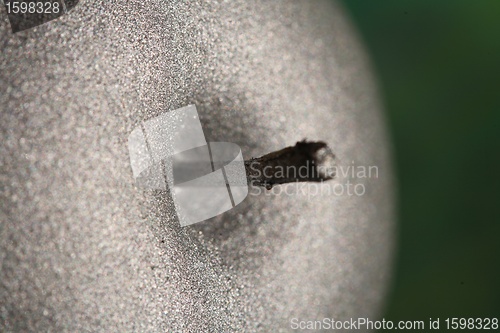 Image of apple