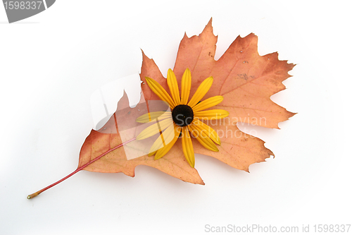 Image of autumn leaves