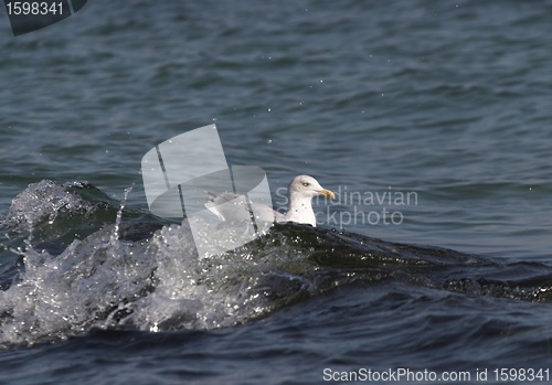 Image of bird seagull