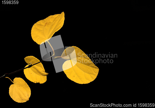 Image of  leaves