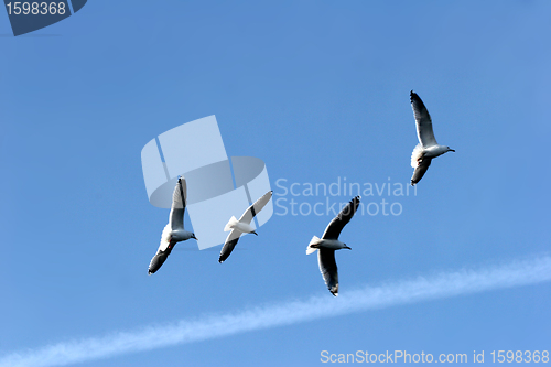 Image of bird seagull