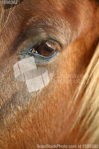 Image of danish horses