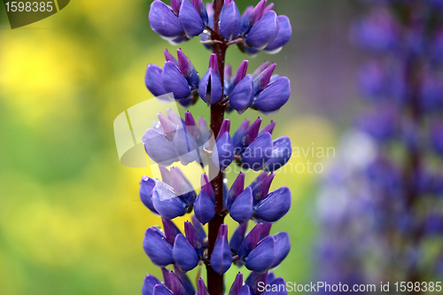 Image of lupin flower closeup