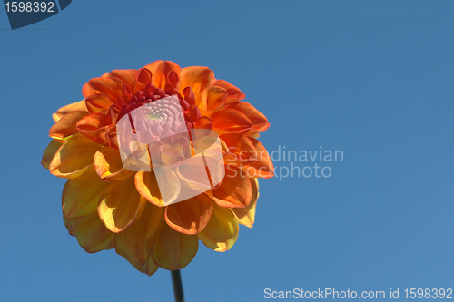 Image of flowers