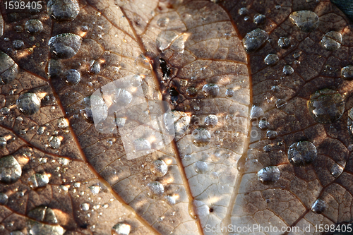 Image of wet leaf