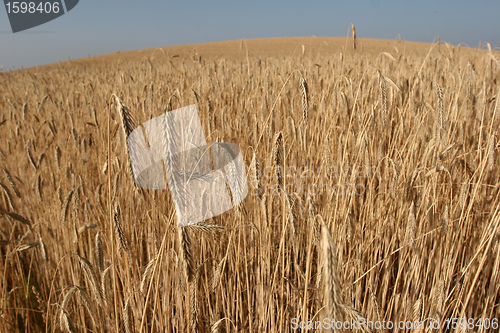 Image of corn fleld