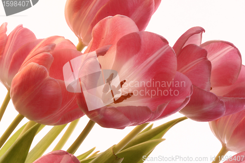 Image of the pink tulips