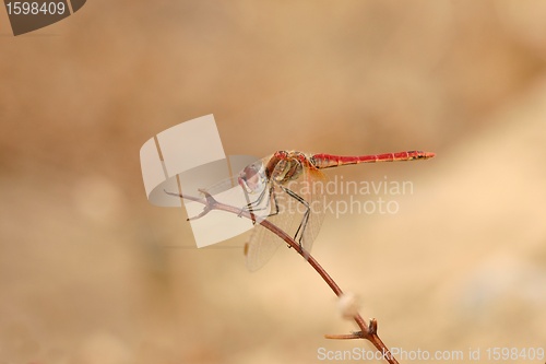 Image of Dragonfly