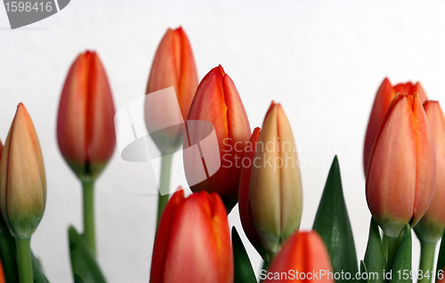 Image of tulip