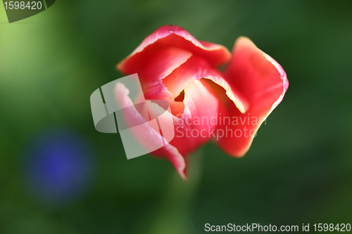 Image of flowers