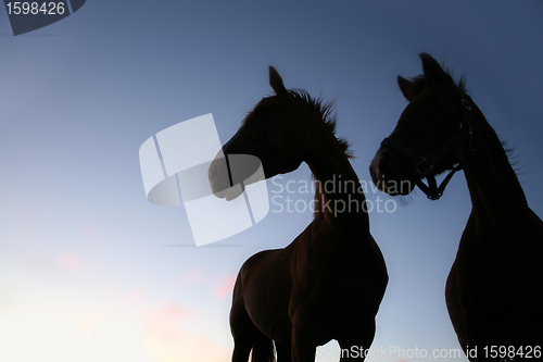 Image of horses