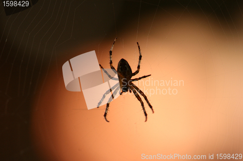 Image of spider