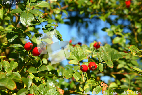 Image of Wild roses