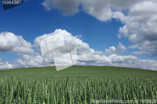 Image of corn fleld