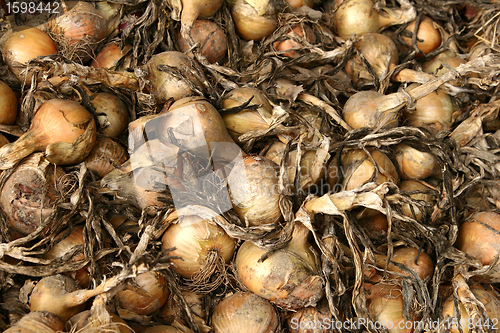 Image of onions