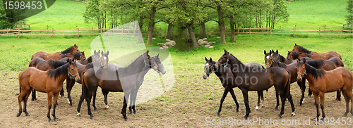 Image of danish horses