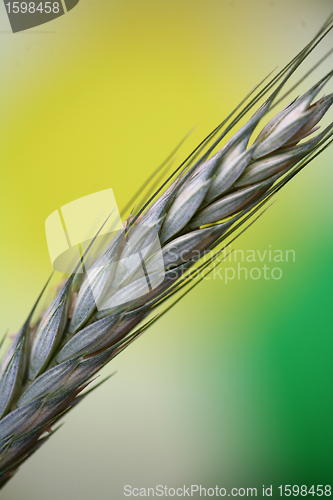 Image of corn fleld