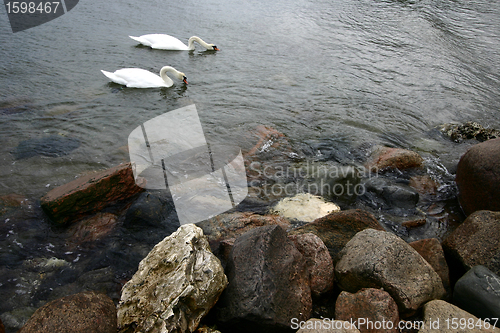 Image of sea swans