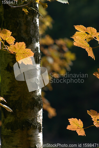 Image of autumn leaves