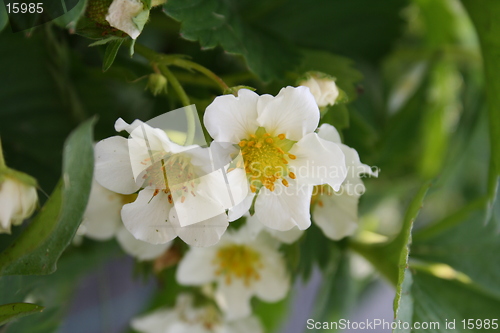 Image of Starwberry flower