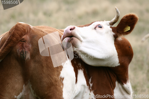 Image of Danish cows 