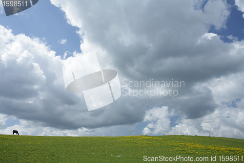 Image of danish horses