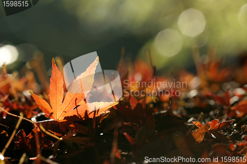 Image of autumn leaves