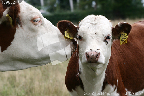 Image of Danish cows 