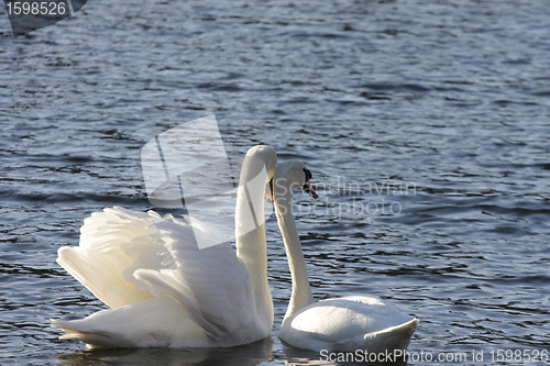 Image of swans