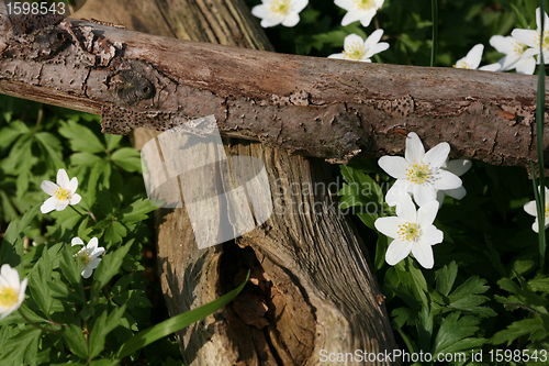 Image of flower