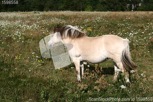 Image of danish horses 01