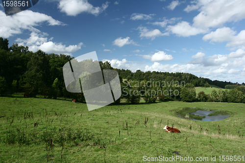 Image of Danish cows 