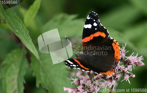 Image of Butterfly