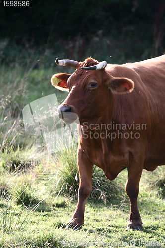 Image of Danish cows 