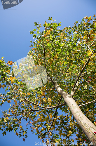 Image of autumn leaves
