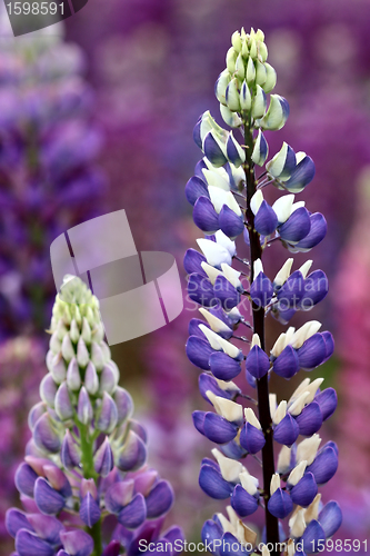 Image of lupin flower closeup