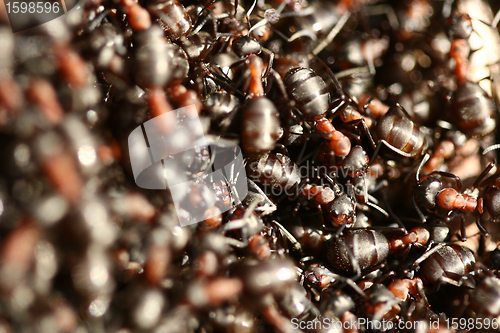 Image of ant